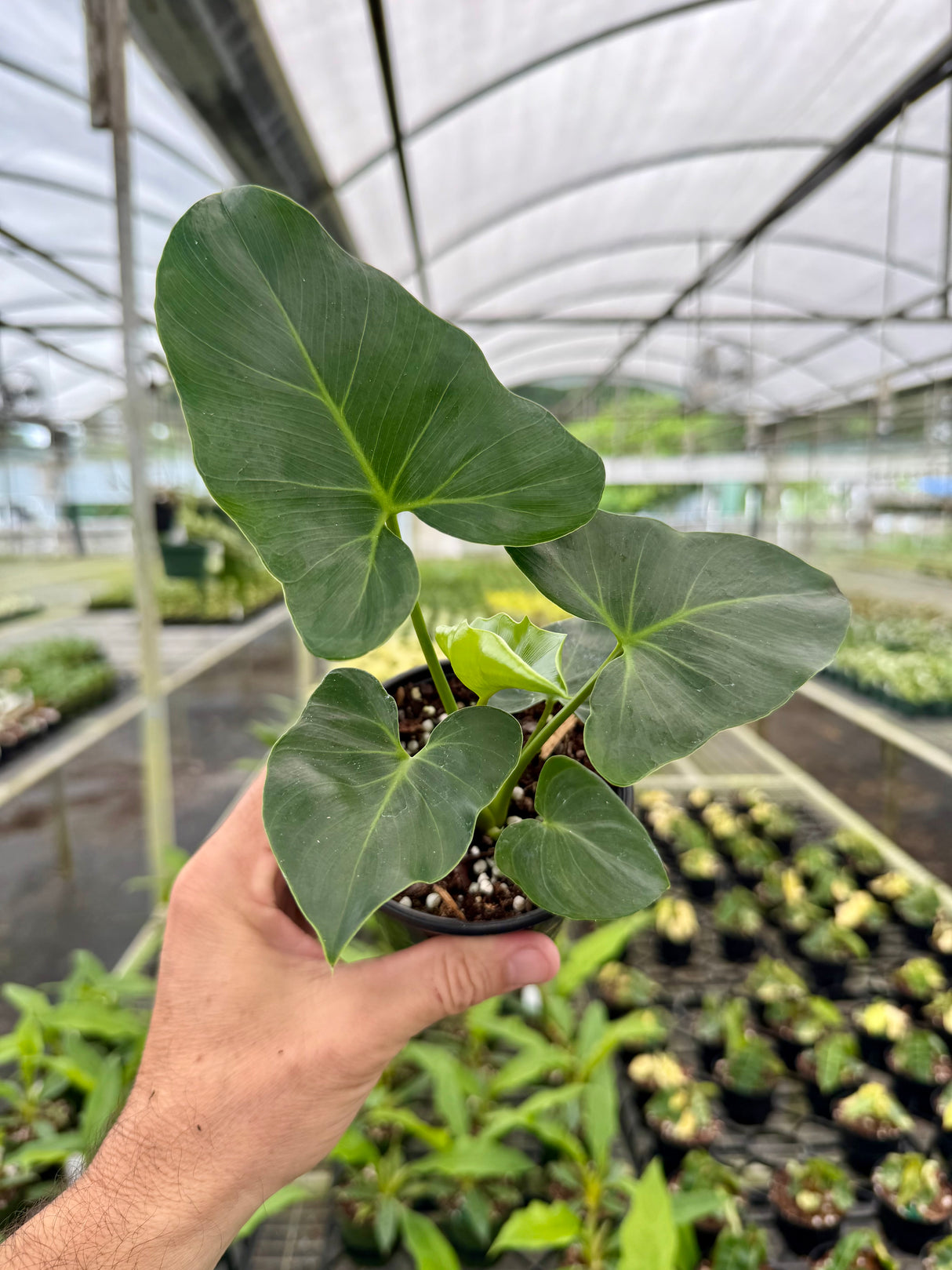 4" Philodendron williamsii