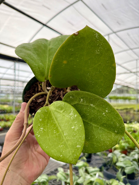 6" Hoya loyceandrewsiana