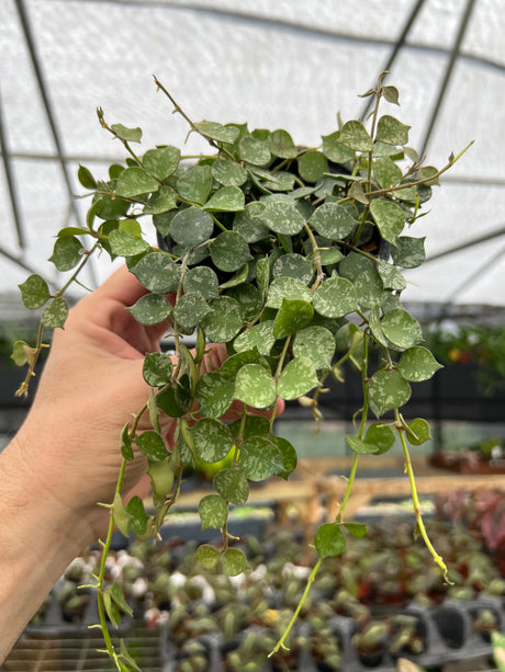 4" Hoya curtisii
