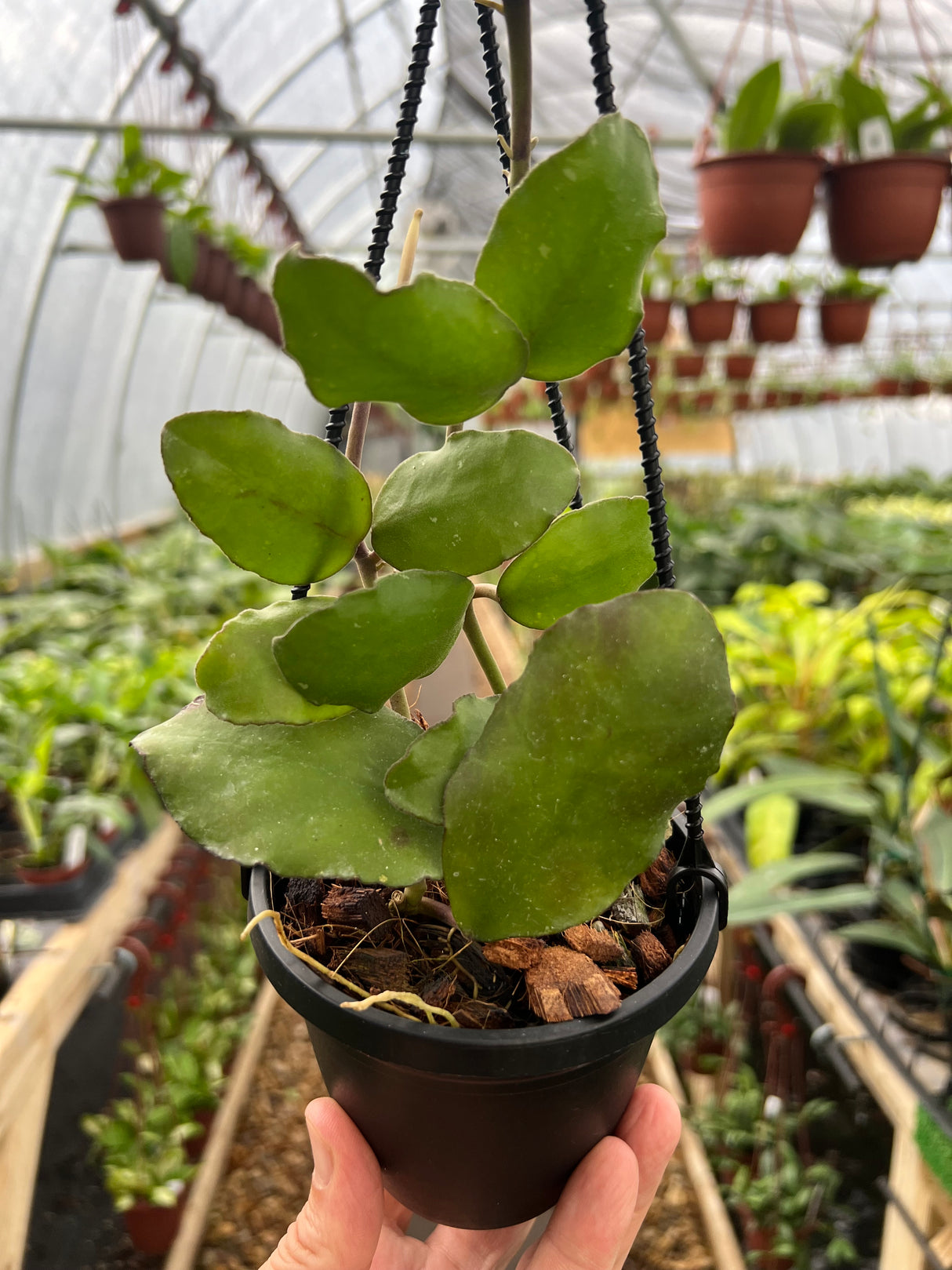 4" Hoya waymaniae hanging basket