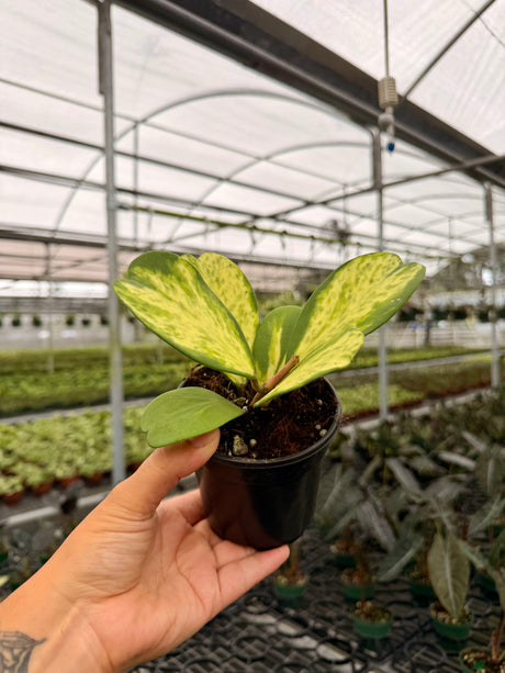 4” Hoya kerrii 'Spot' (inner variegated)