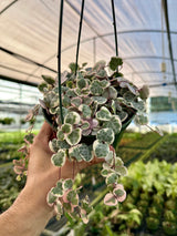 5” Ceropegia woodii ‘String of Hearts' variegated hanging basket