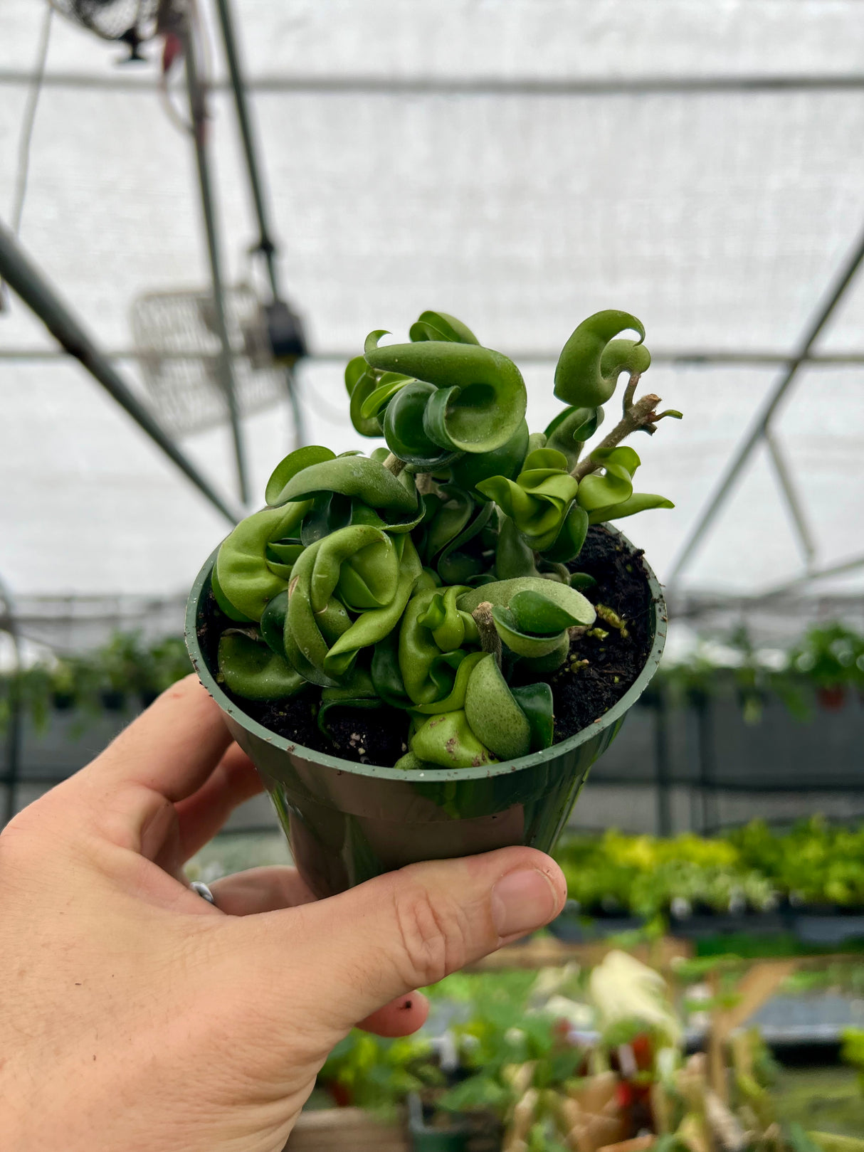 4" Hoya compacta 'Rope'