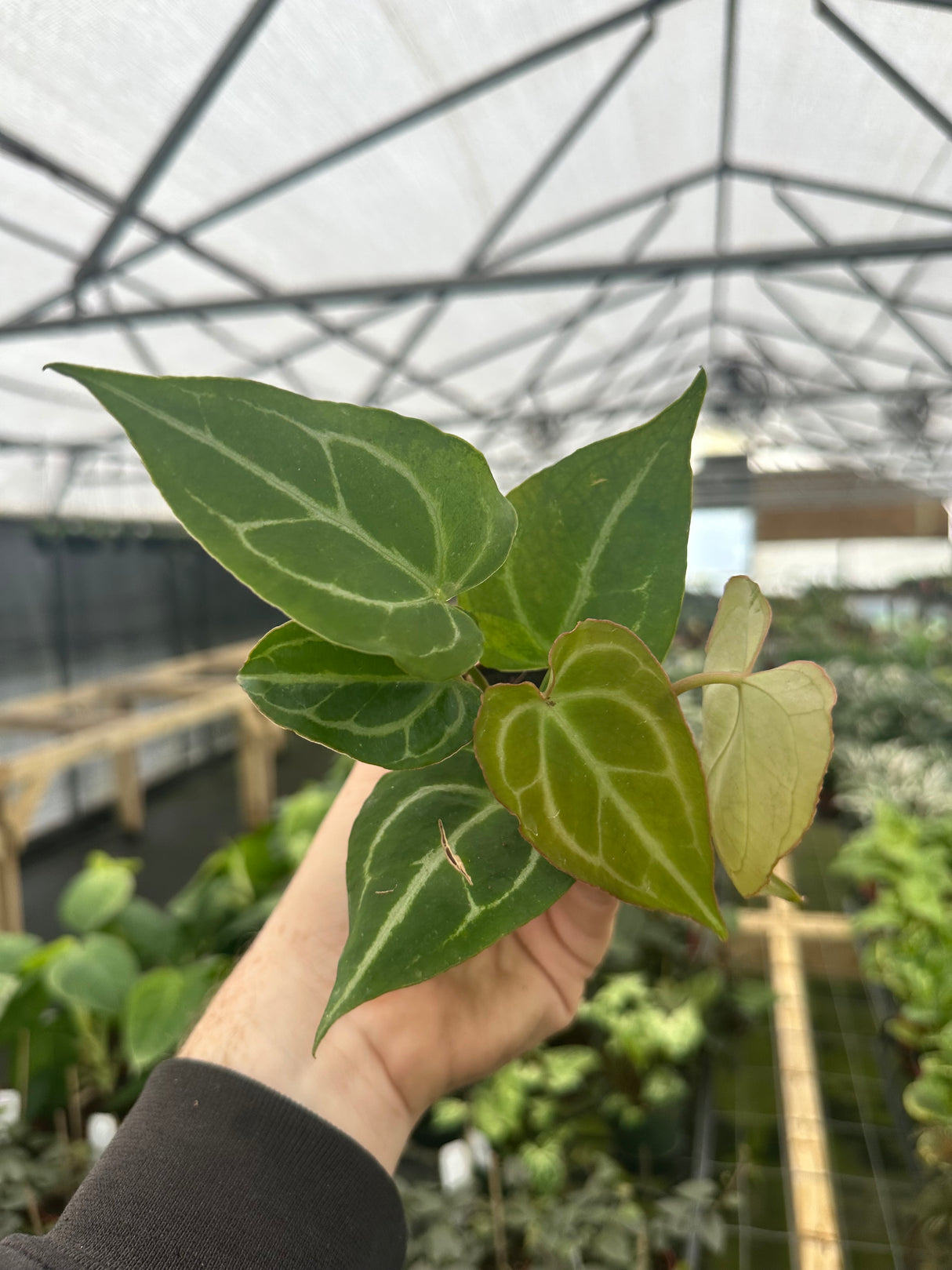 2" Anthurium crystallinum