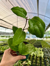 Hoya latifolia 'Sarawak' plant with broad green leaves, grown by Canopy Plant Co., shown in a close-up indoor garden setting.