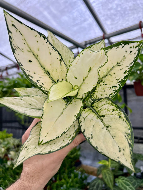 4” Aglaonema 'Paragon' - Canopy Plant Co.