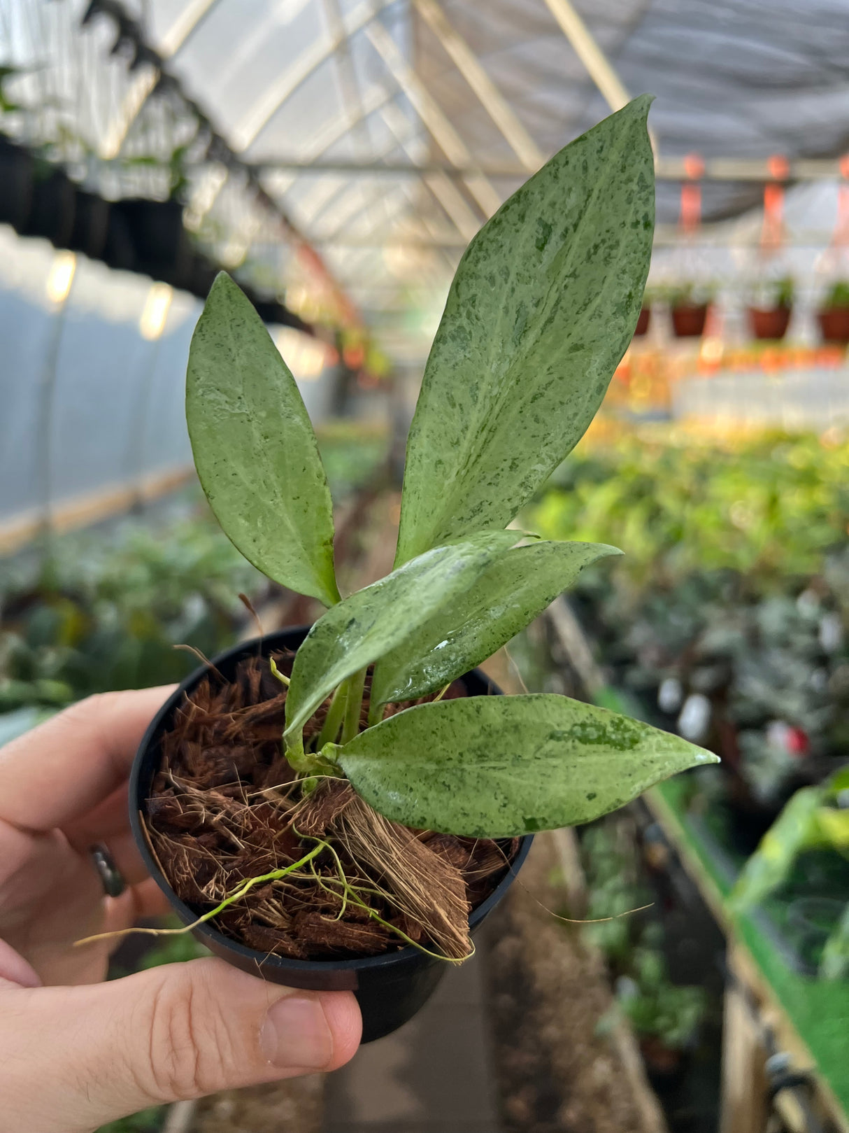 3" Hoya New Guinea Ghost (Hoya nicholsoniae)