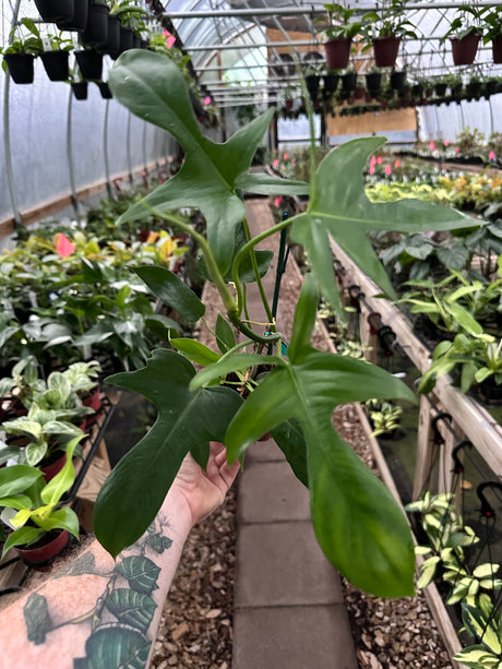 4” Philodendron pedatum 'Glad Hands'