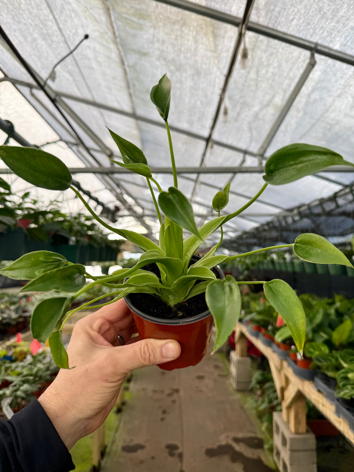 4" Alocasia ‘Tiny Dancer’ - Canopy Plant Co.