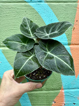 4" Alocasia ‘Black Velvet’ - Canopy Plant Co.