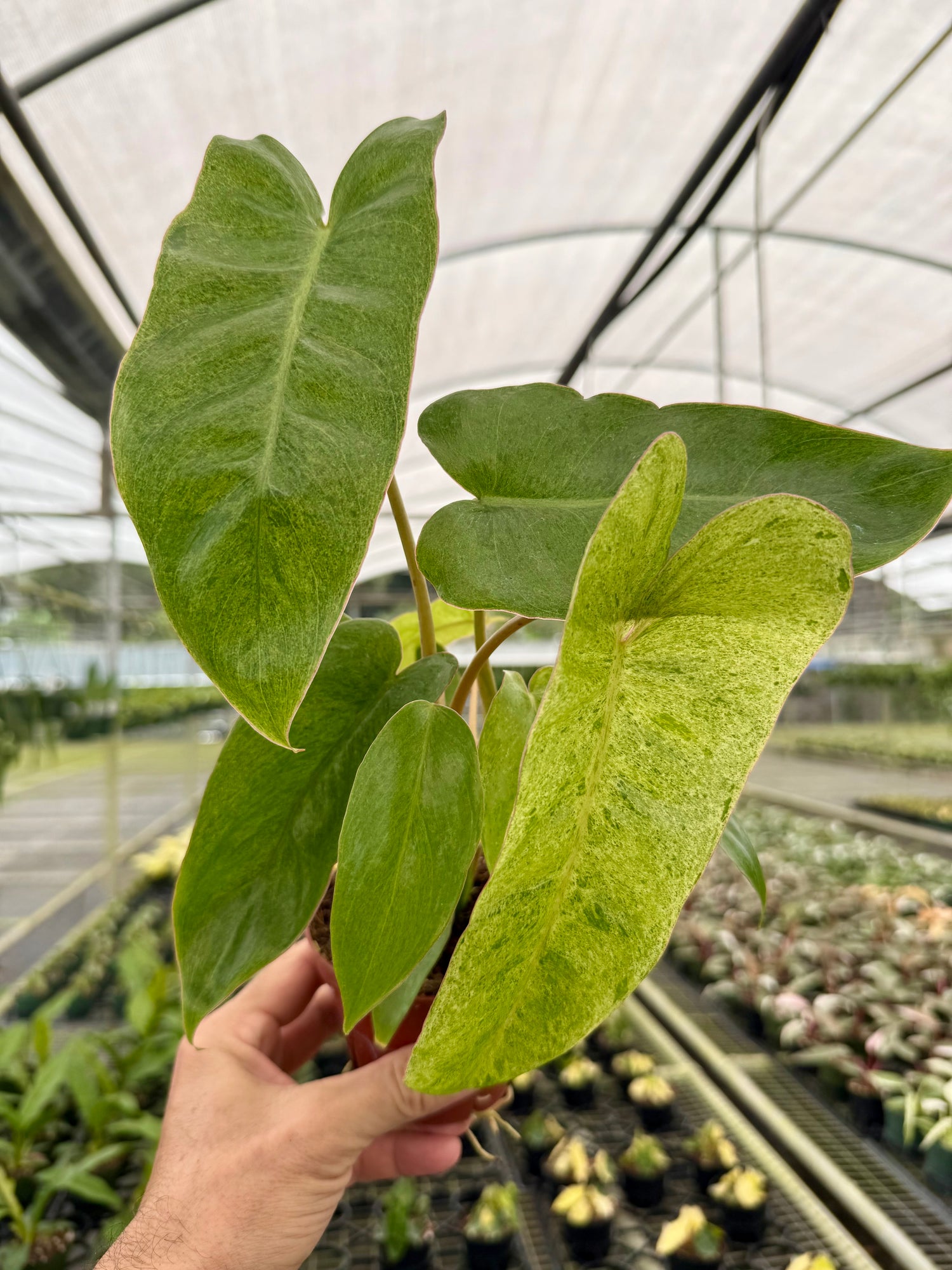 paraiso verde philodendron Philodendron 'Paraiso Verde' 4in