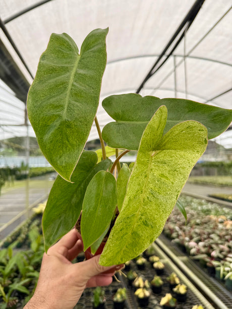 4" Philodendron 'Paraiso Verde'