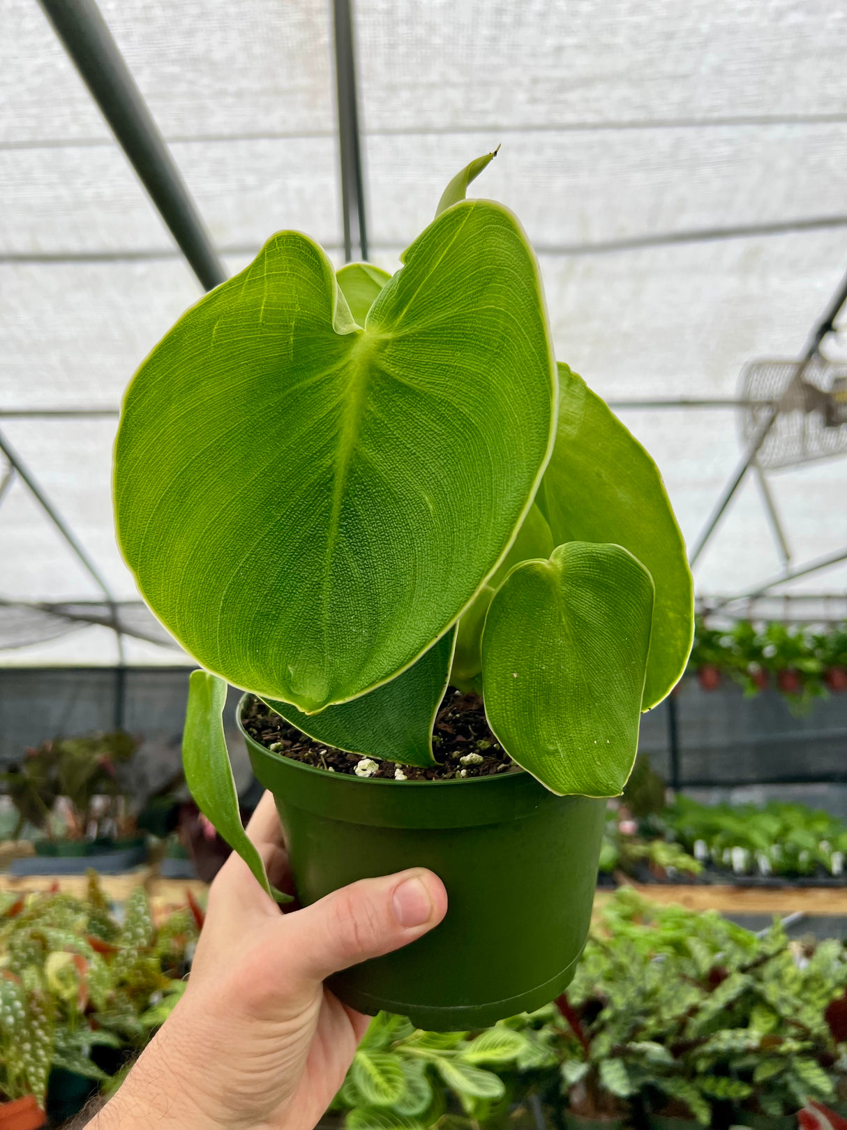 6" Philodendron rugosum