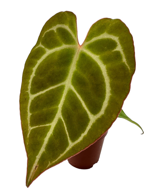 2" Anthurium crystallinum - Canopy Plant Co.