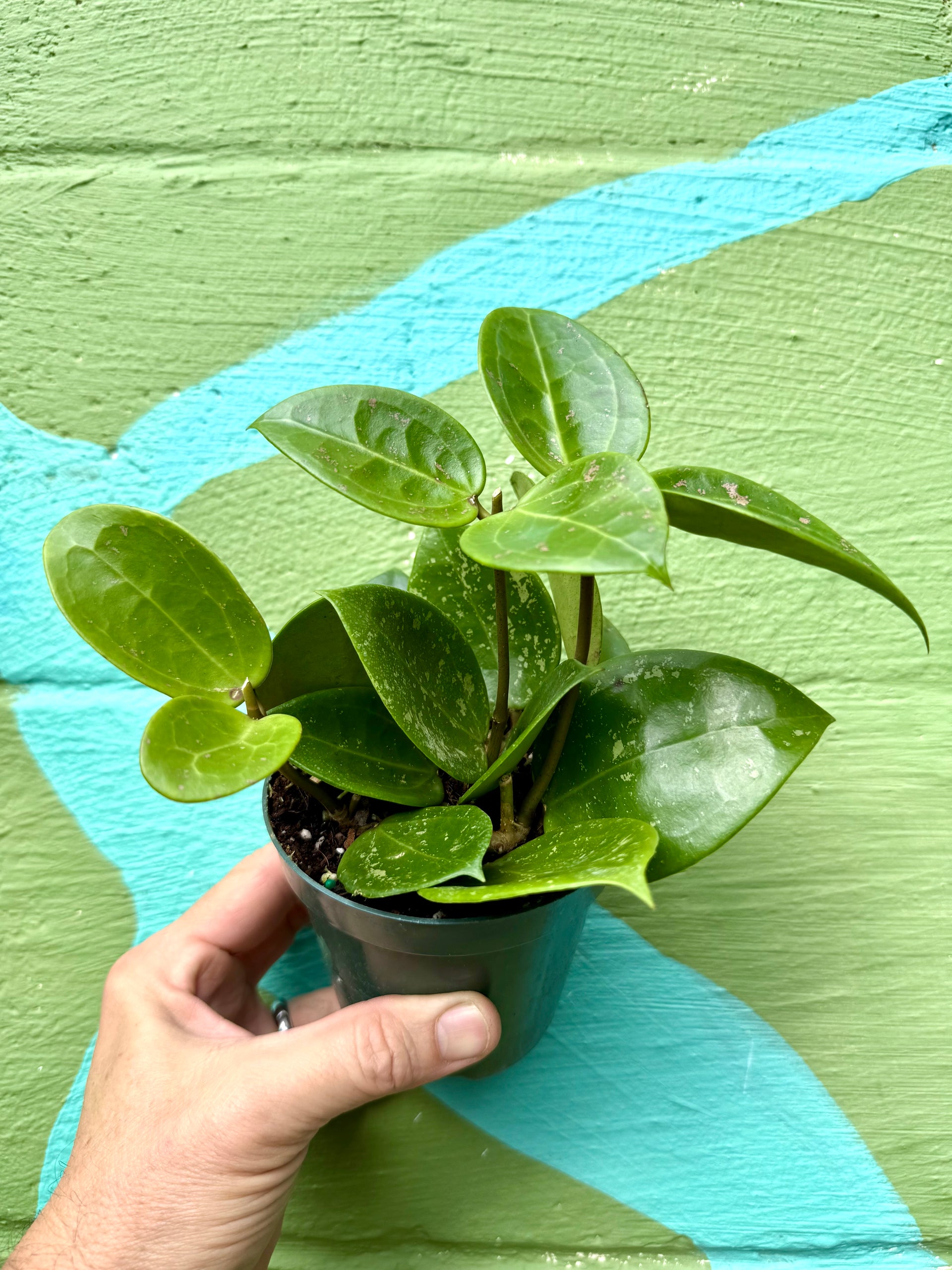 anthurium big splash 4" Hoya verticillata 'Splash' – Canopy Plant Co