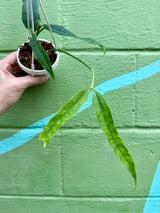 3" Hoya platycaulis hanging basket - Canopy Plant Co.