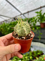 2.5" Euphorbia meloformis variegated - Canopy Plant Co.
