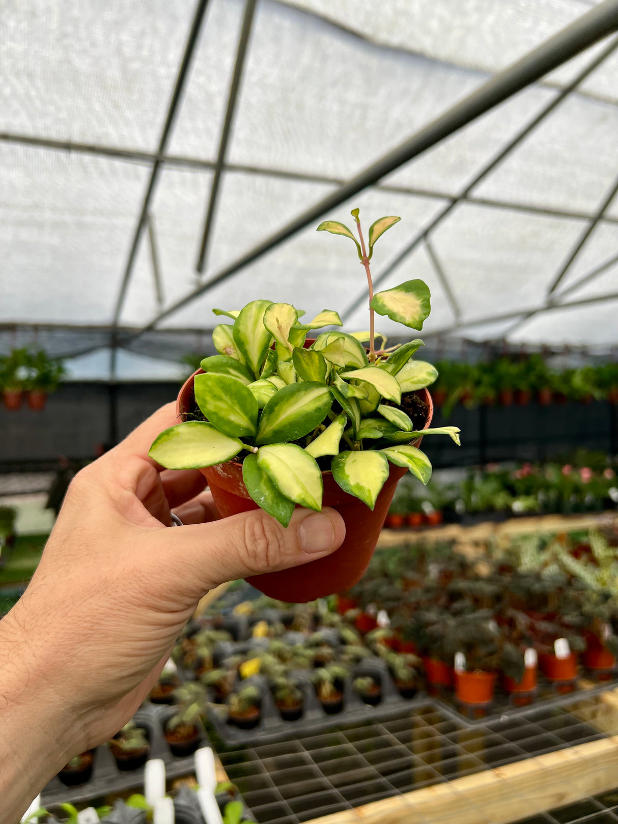 4” Hoya heuschkeliana variegated