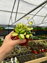 4” Hoya heuschkeliana variegated