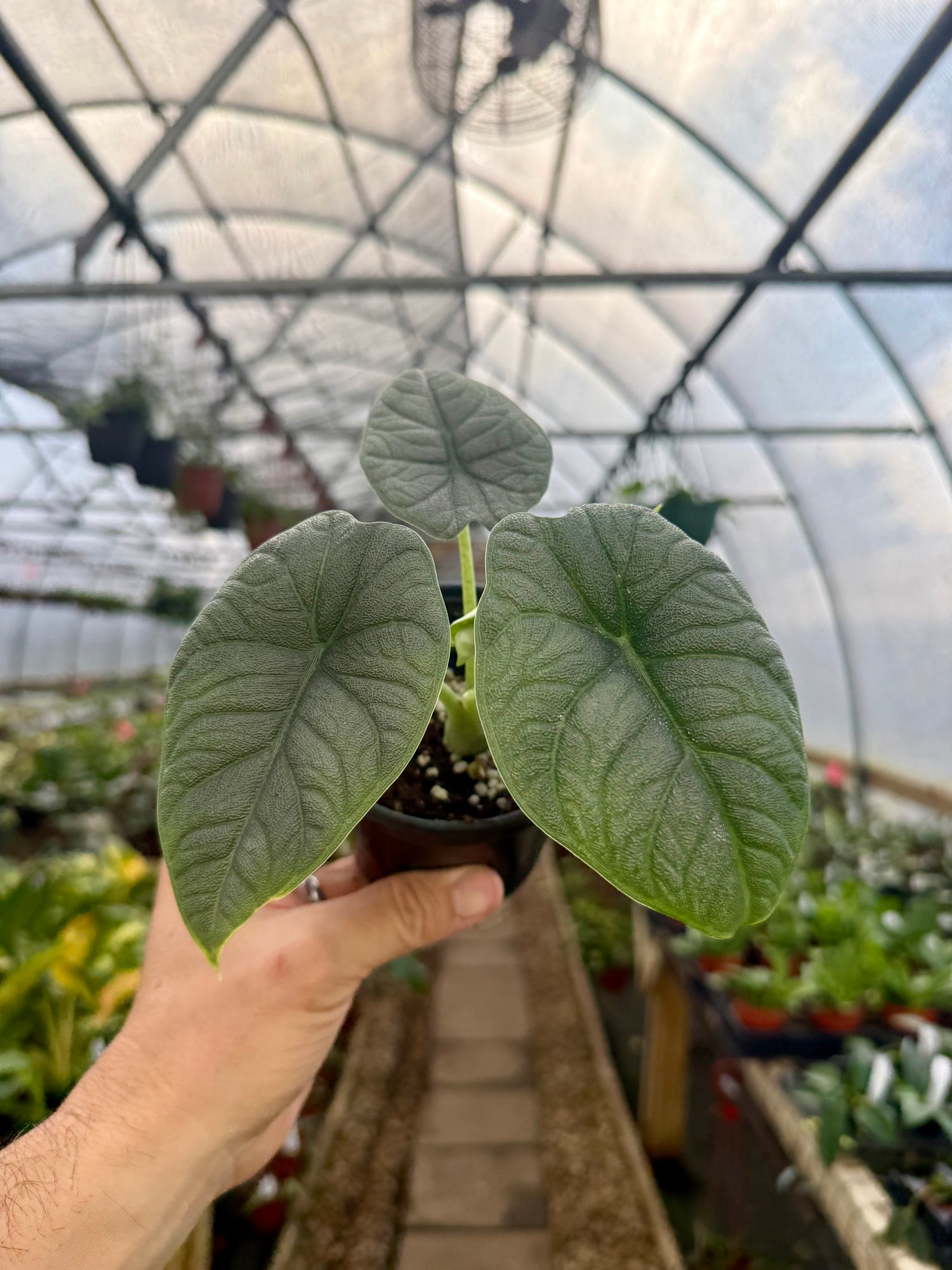alocasia elephant ear plant hanging basket 4” Alocasia melo – Canopy Plant Co