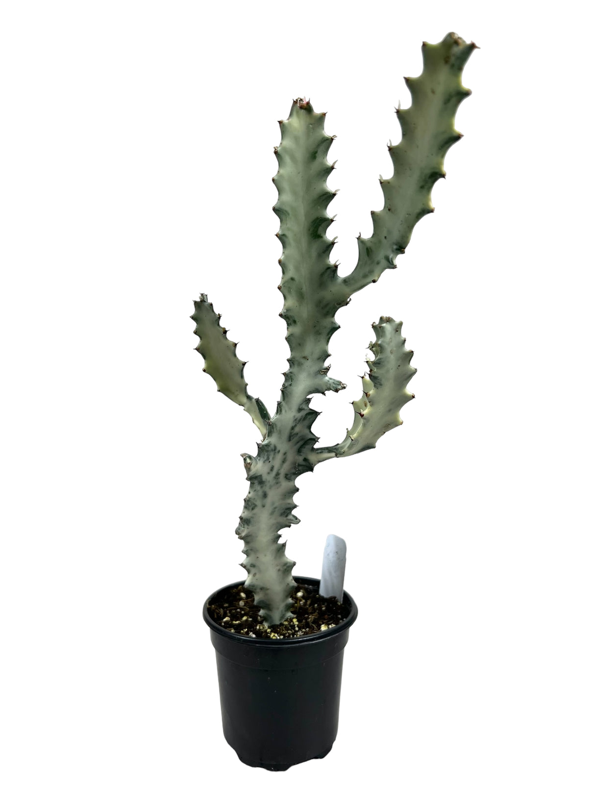 4" Euphorbia lactea 'Ghost Cactus'