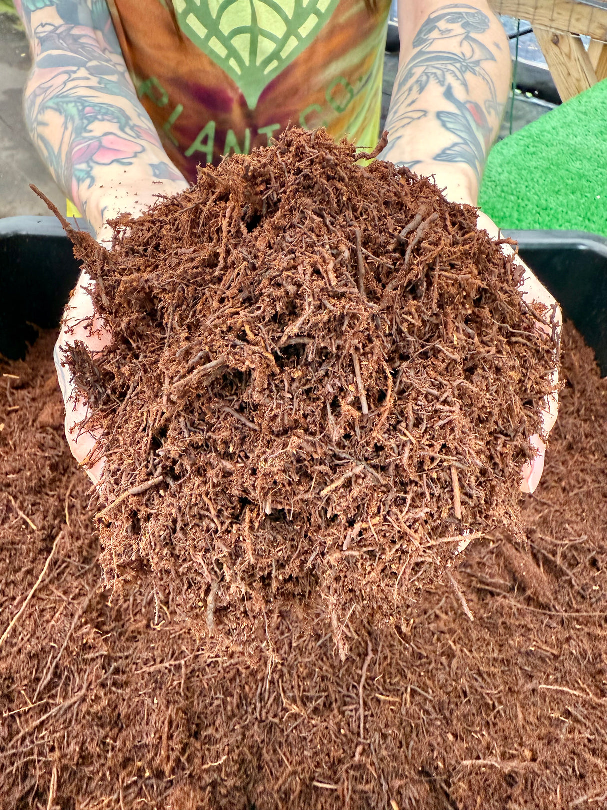 Premium New Zealand Tree Fern (1 gallon)
