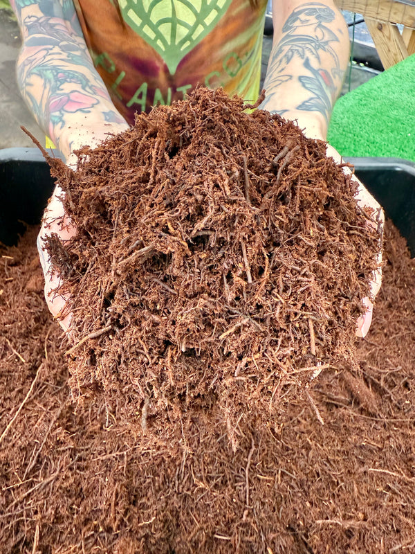 Premium New Zealand Tree Fern (1 gallon)