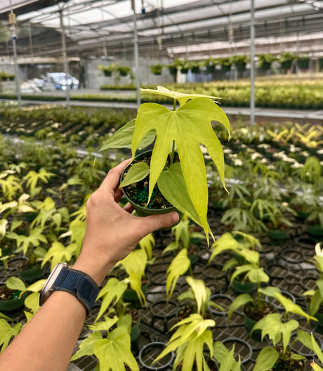 4" Anthurium pedatoradiatum ‘Fingers’ - Canopy Plant Co.