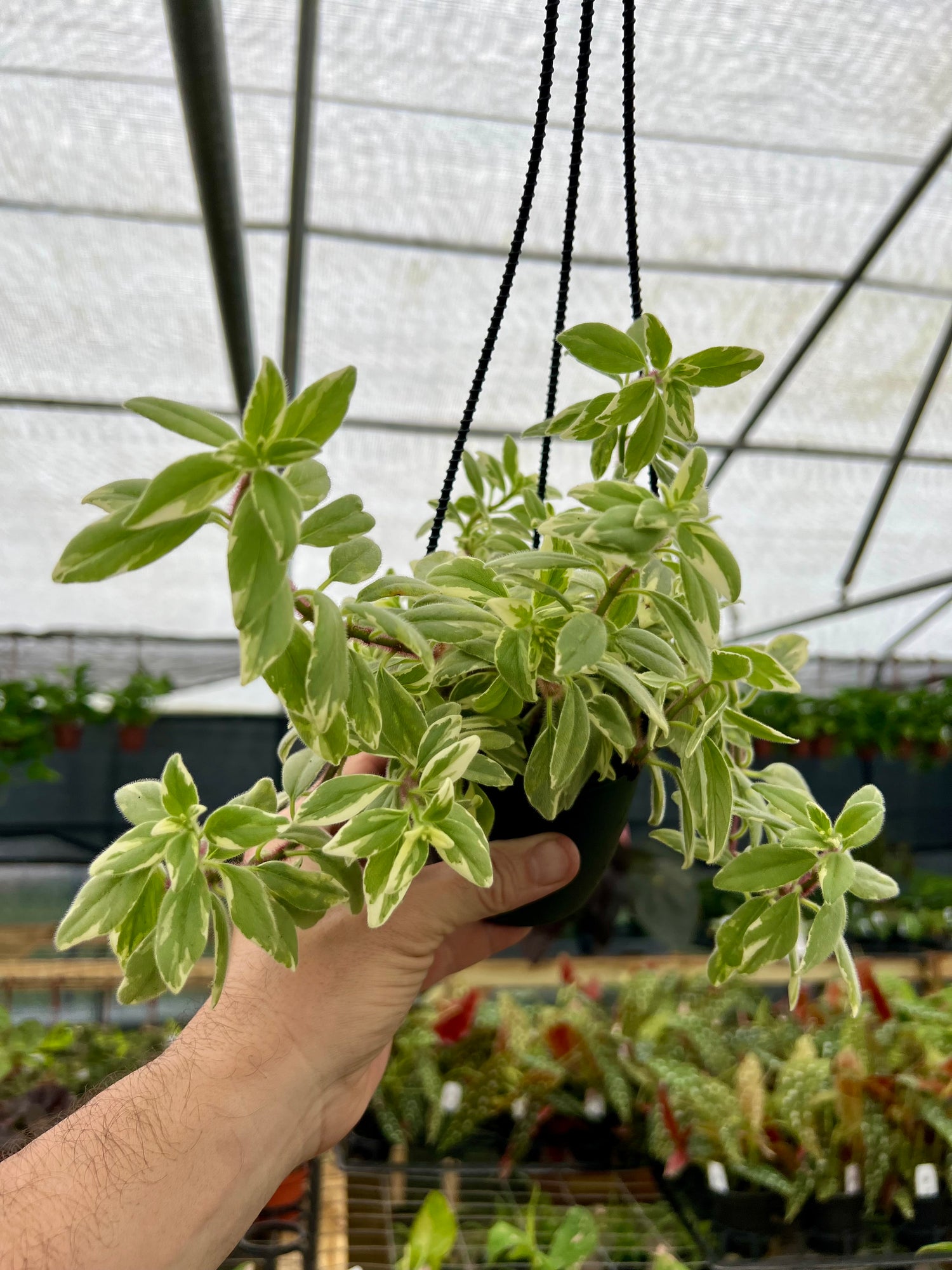 light green hanging plant 4" Columnea hirta 'Light Prince' hanging basket