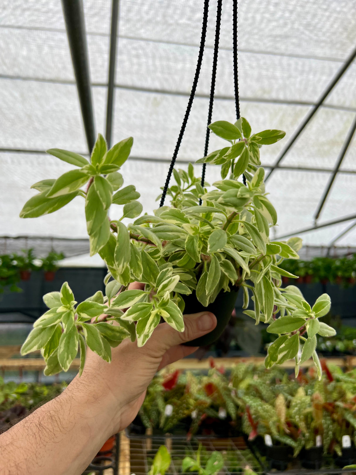 4" Columnea hirta 'Light Prince' hanging basket - Canopy Plant Co.