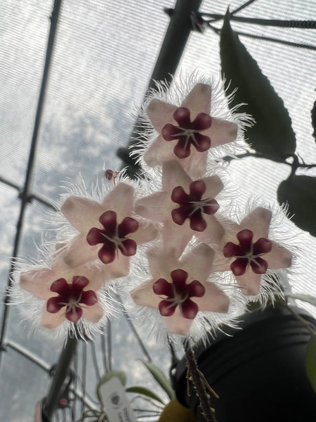 4" Hoya caudata hanging basket