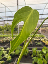 4” Monstera 'Burle Marx Flame'
