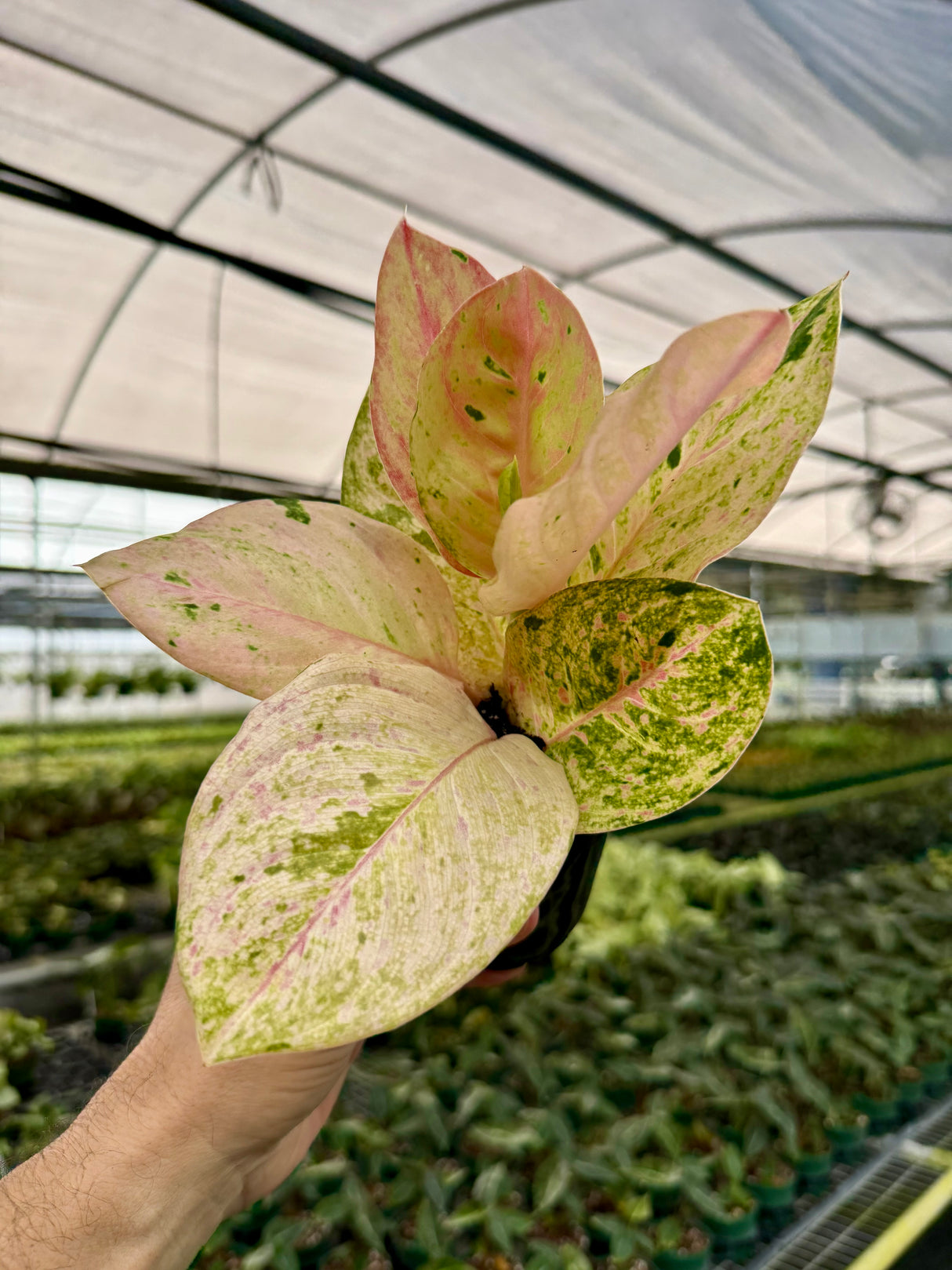 4” Aglaonema 'Pink Emerald'