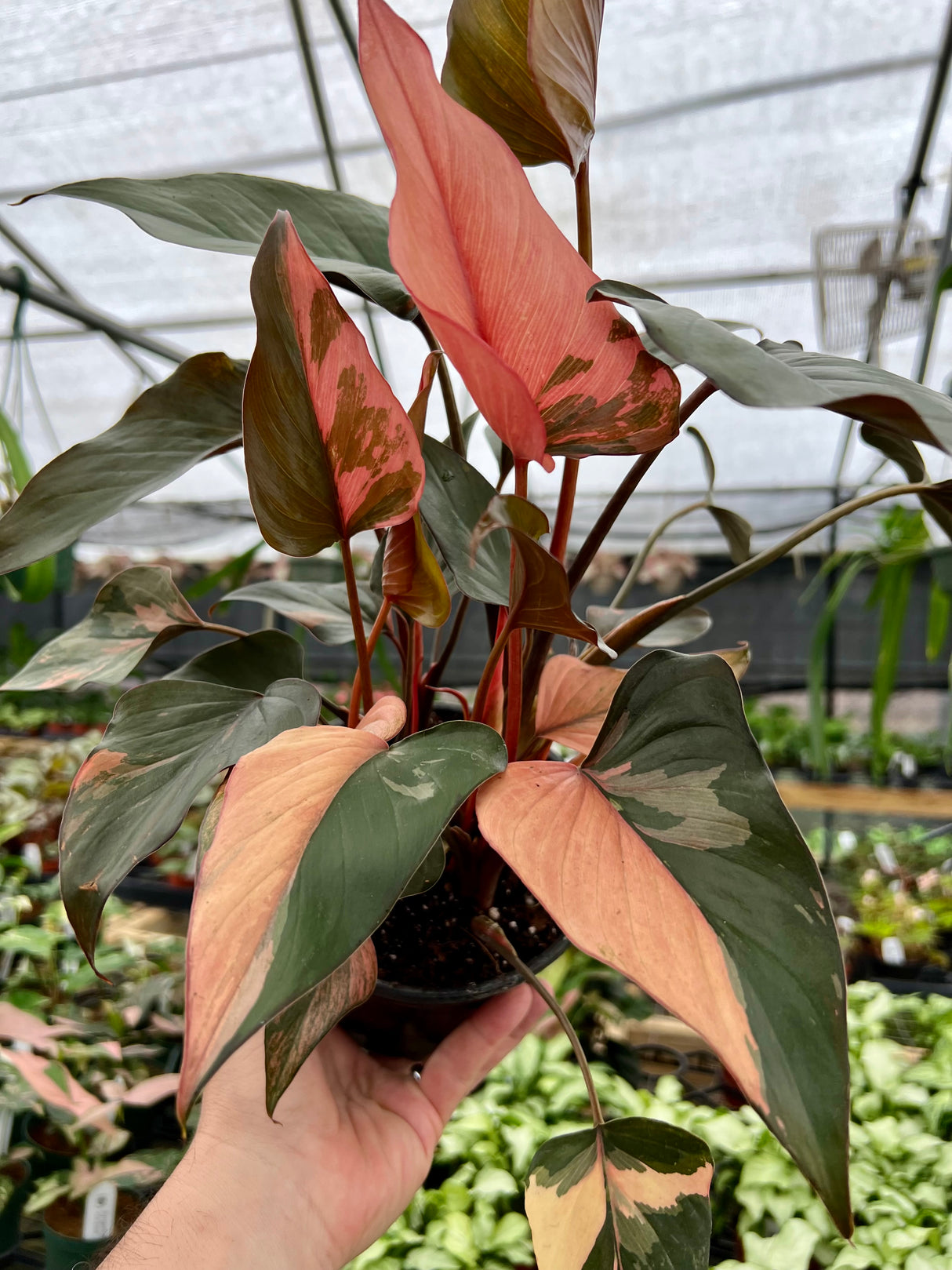 6" Homalomena Pink Diamond - Canopy Plant Co.