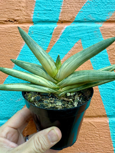 4" Sansevieria cylindrica 'Boncel' (variegated) - Canopy Plant Co.