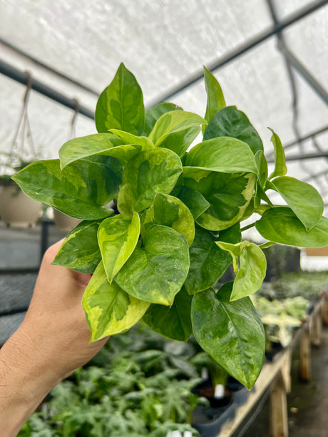 4” Pothos Global Green