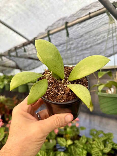 4" Hoya erythrostemma 'Silver'