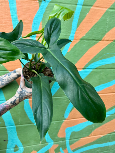 6" Philodendron 69686 (‘Bette Waterbury’)