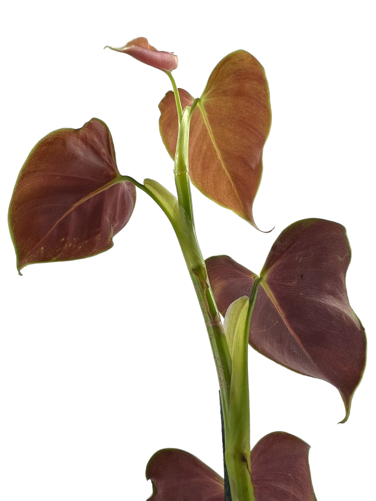 3" Philodendron lupinum