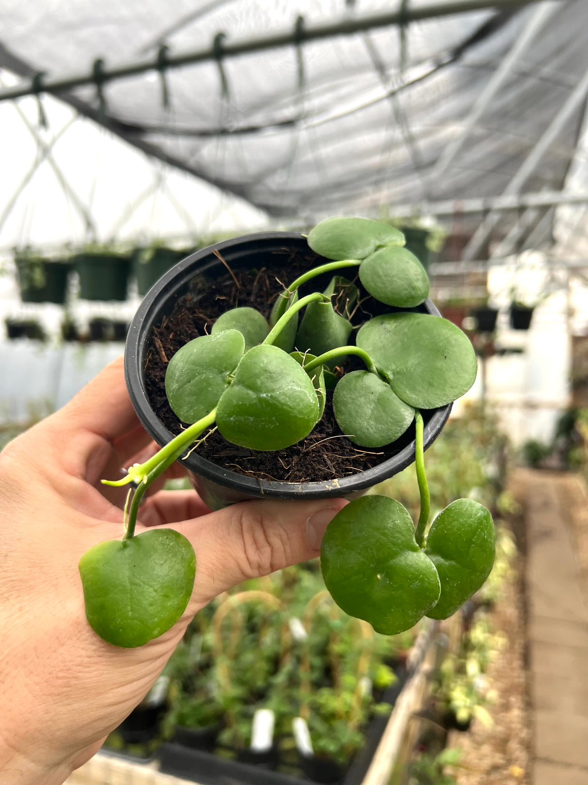 4" Dischidia platyphylla - Canopy Plant Co.