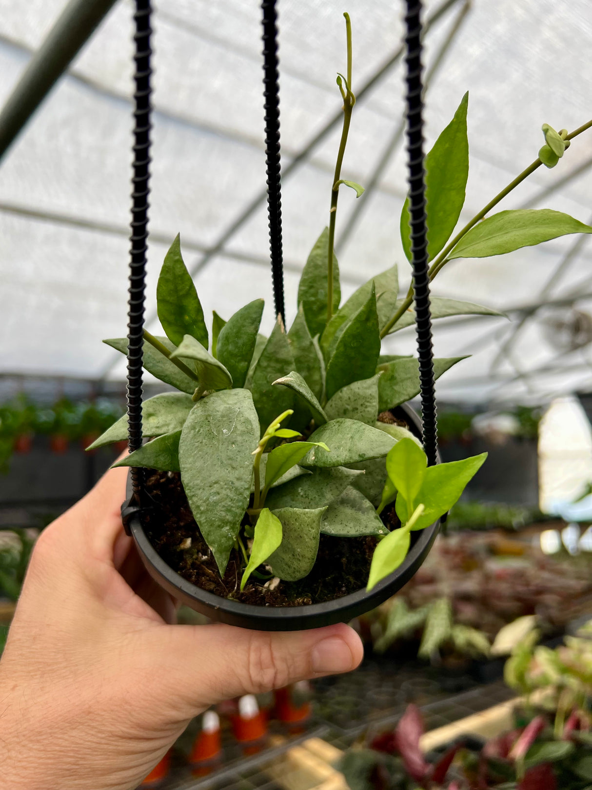 4" Hoya lacunosa mint hanging basket