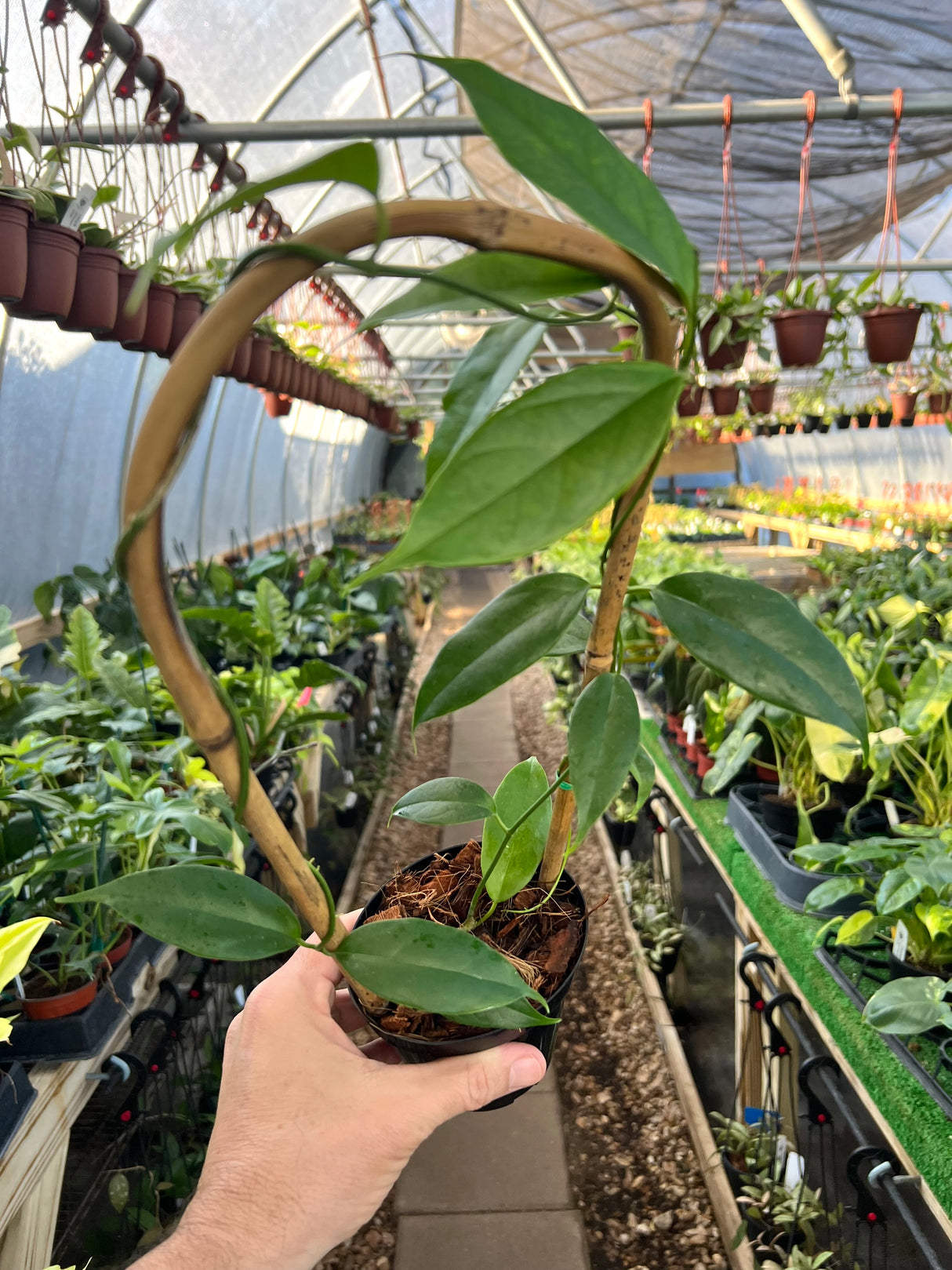 4" Hoya buotii w/trellis