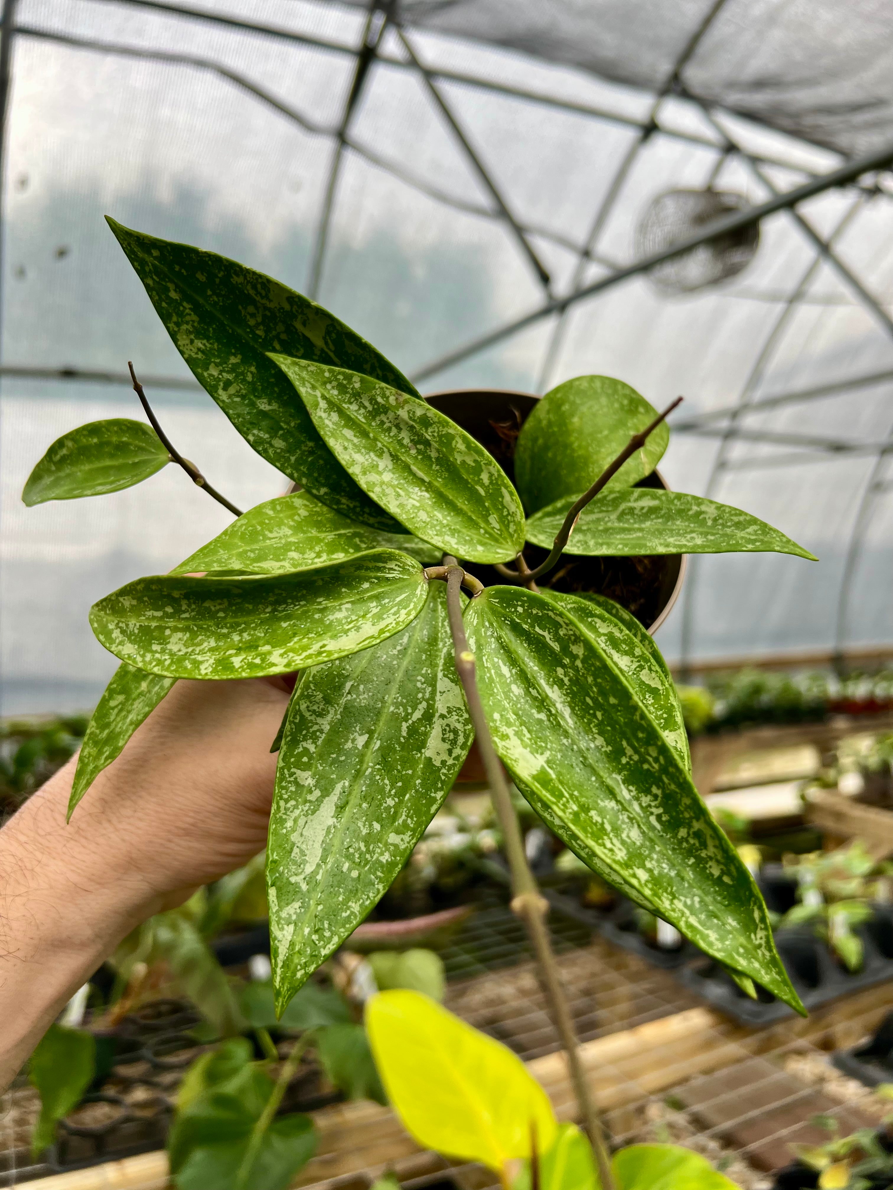 Products – Page 25 – Canopy Plant Co.