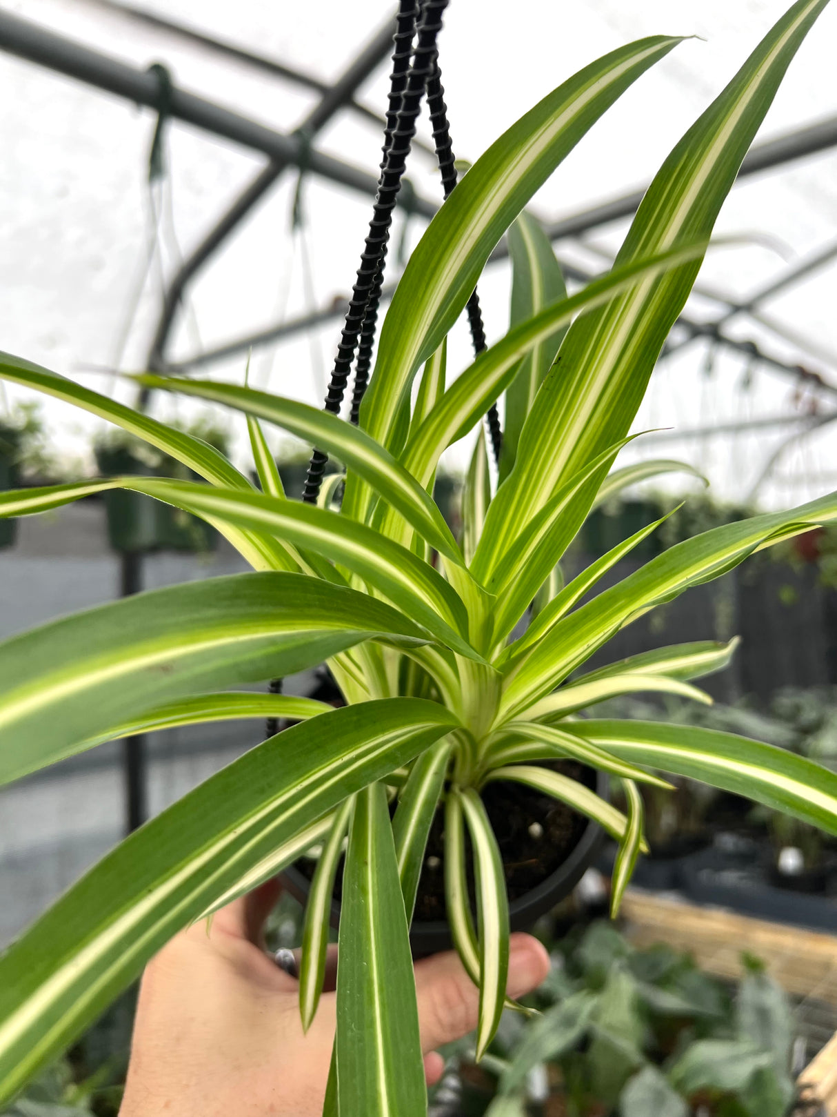 4" Spider Plant 'Atlantic' hanging basket