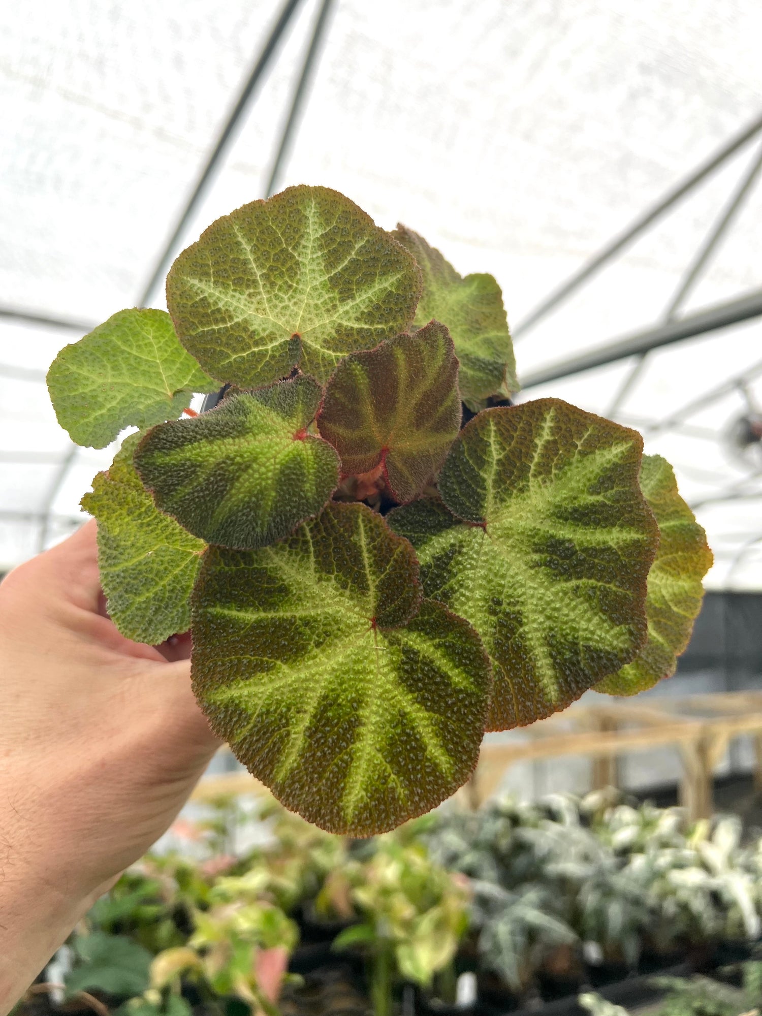 succulent begonia 4" Begonia soli-mutata