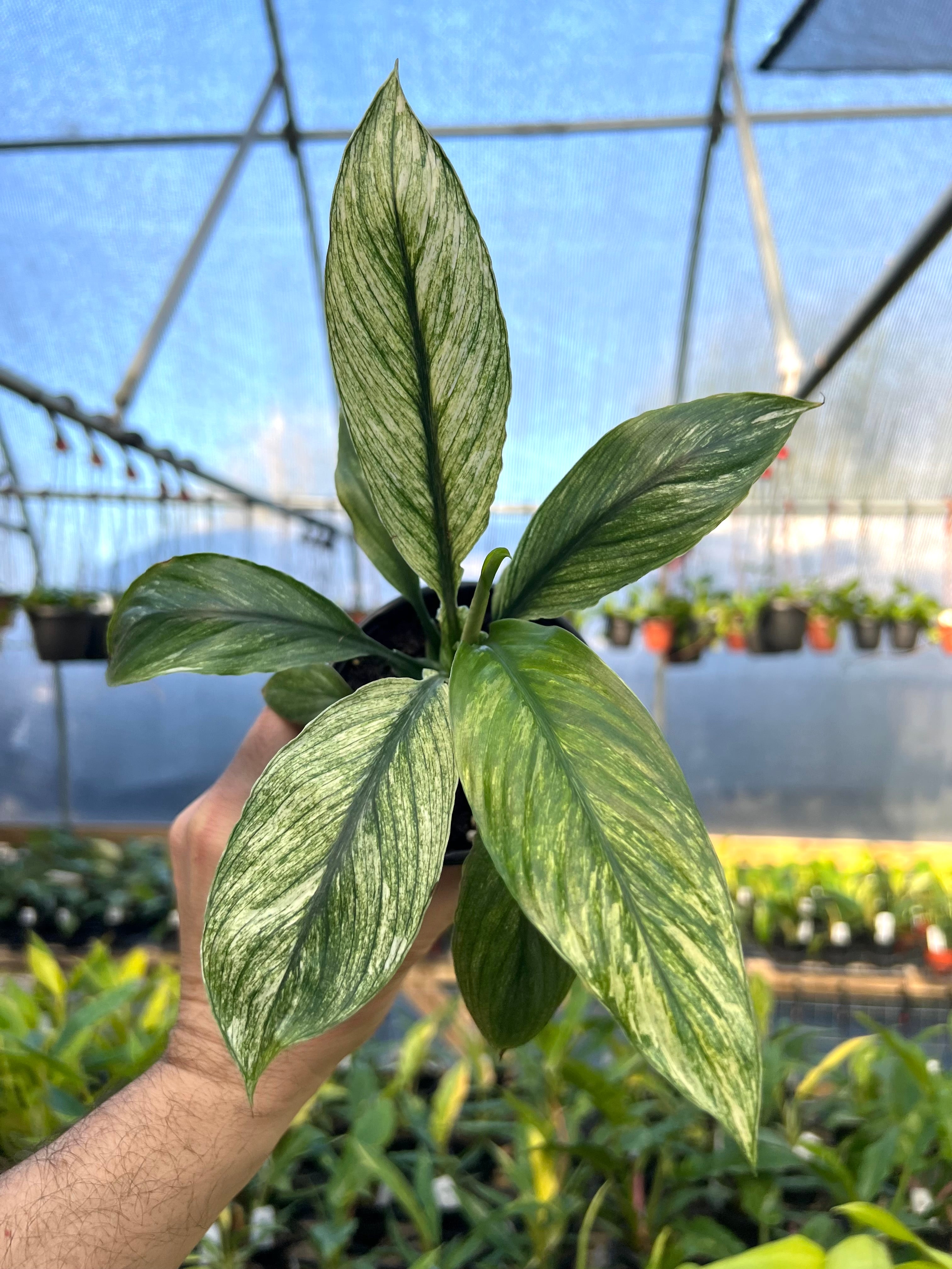 Misc Plants – Page 3 – Canopy Plant Co.
