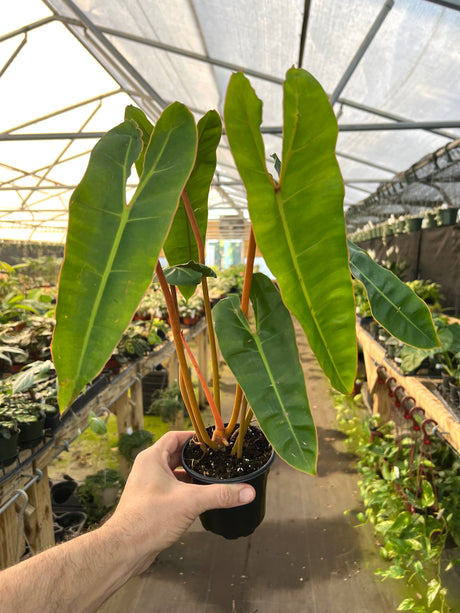 4" Philodendron billietiae