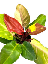 6" Philodendron Red Moon