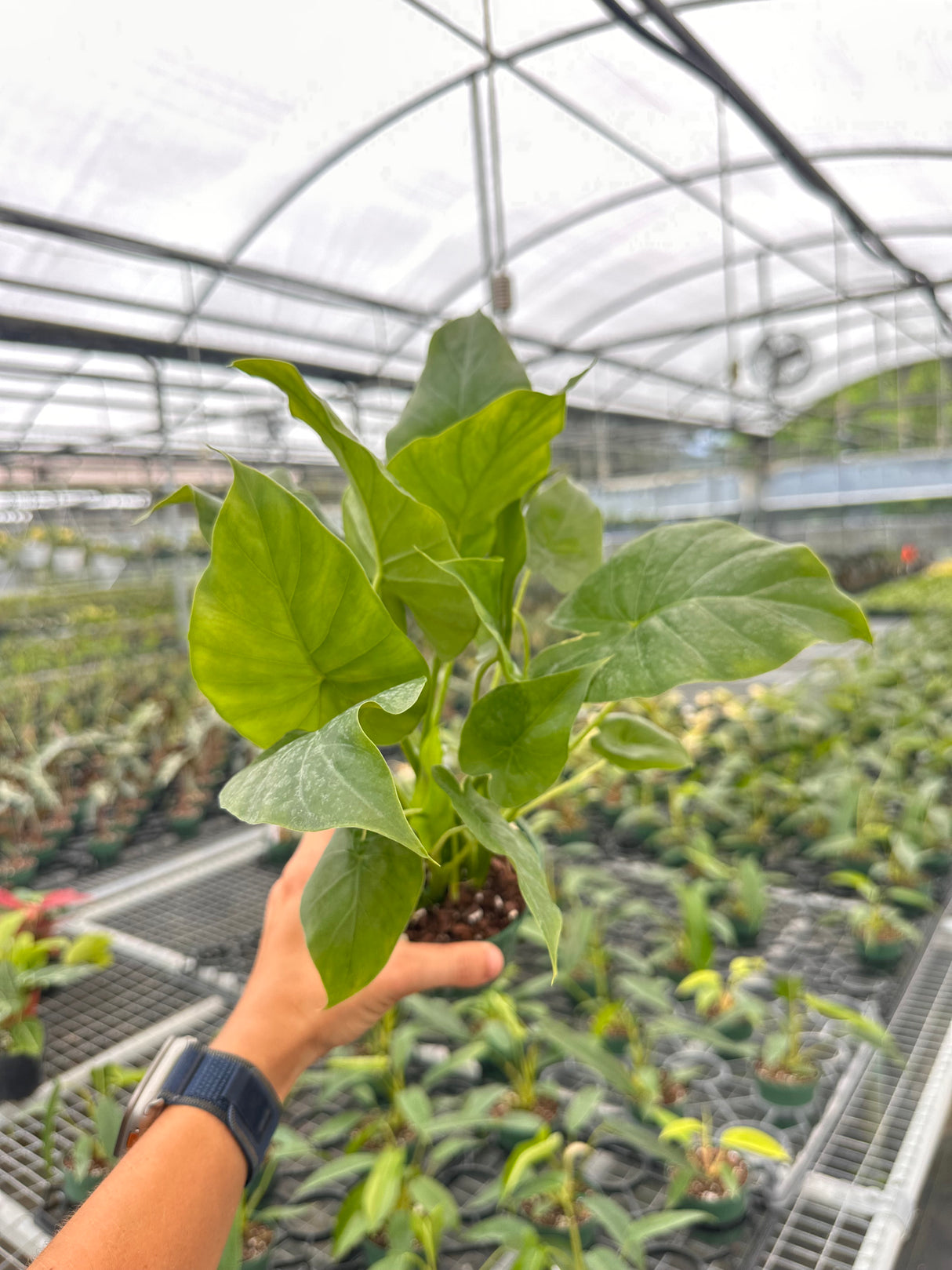 4" Alocasia gageana - Canopy Plant Co.