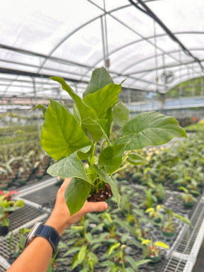 4" Alocasia gageana - Canopy Plant Co.